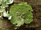 Pyxine cocoës image