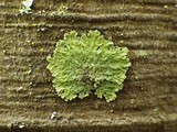 Pyxine cocoës image