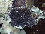Pyxine cocoës image