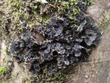 Collema furfuraceum image
