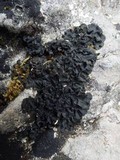 Blennothallia crispa image