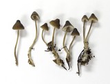 Mycena abramsii image