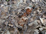 Gyromitra gigas image