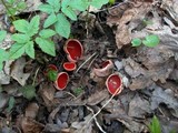 Sarcoscypha austriaca image