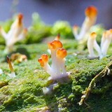 Multiclavula mucida image