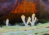 Multiclavula mucida image
