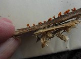 Guepiniopsis buccina image