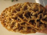 Morchella americana image