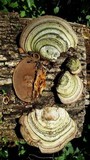 Fomes fasciatus image