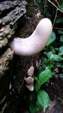 Xylaria poitei image