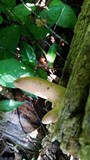 Xylaria poitei image
