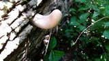 Xylaria poitei image