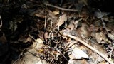 Xylaria liquidambar image