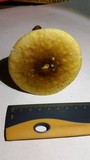 Amanita flavorubens image