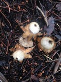 Geastrum minimum image