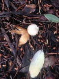 Geastrum minimum image