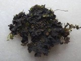 Leptogium ferax image