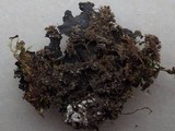 Leptogium ferax image