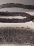 Leptogium ferax image