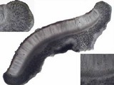 Leptogium ferax image