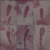 Leptogium ferax image
