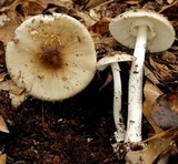 Amanita brunnescens image