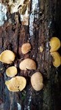 Crepidotus crocophyllus image