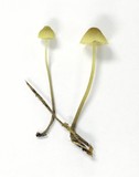 Mycena citrinomarginata image