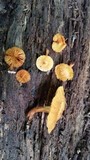 Gymnopilus lepidotus image