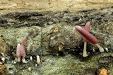 Coprinopsis clastophylla image