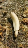 Coprinopsis clastophylla image