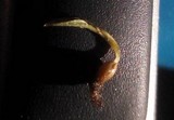 Coprinopsis clastophylla image