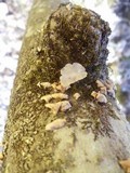 Plicaturopsis crispa image