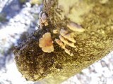 Plicaturopsis crispa image