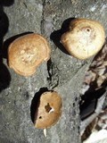 Polyporus brumalis image