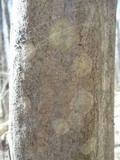 Lecanora thysanophora image