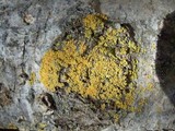 Xanthoria weberi image