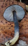 Entoloma moongum image