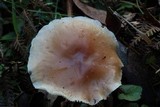 Rhodocollybia butyracea image