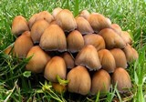 Coprinellus saccharinus image