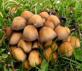 Coprinellus saccharinus image