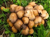 Coprinellus saccharinus image