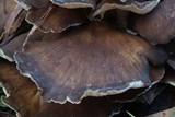 Grifola colensoi image