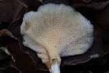 Grifola colensoi image
