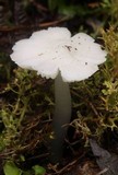 Humidicutis mavis image