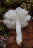 Humidicutis mavis image