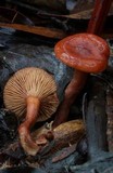 Lactarius eucalypti image