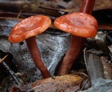 Lactarius eucalypti image