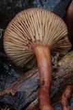 Lactarius eucalypti image