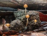 Psilocybe alutacea image
